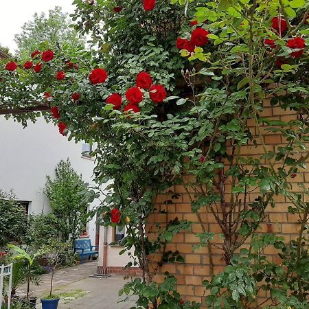 Fewo Rosenbluete Am Stadtpark Wittenberg Exterior foto
