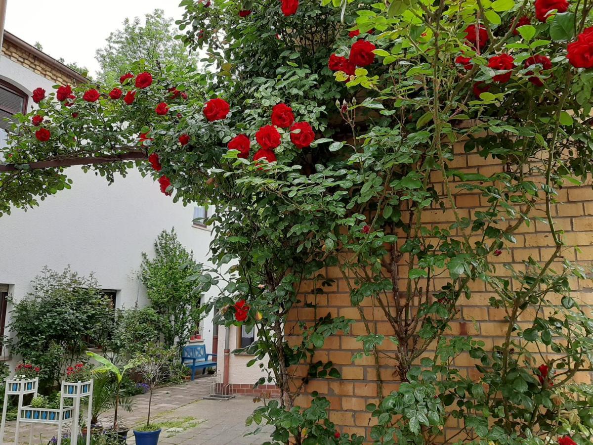 Fewo Rosenbluete Am Stadtpark Wittenberg Exterior foto