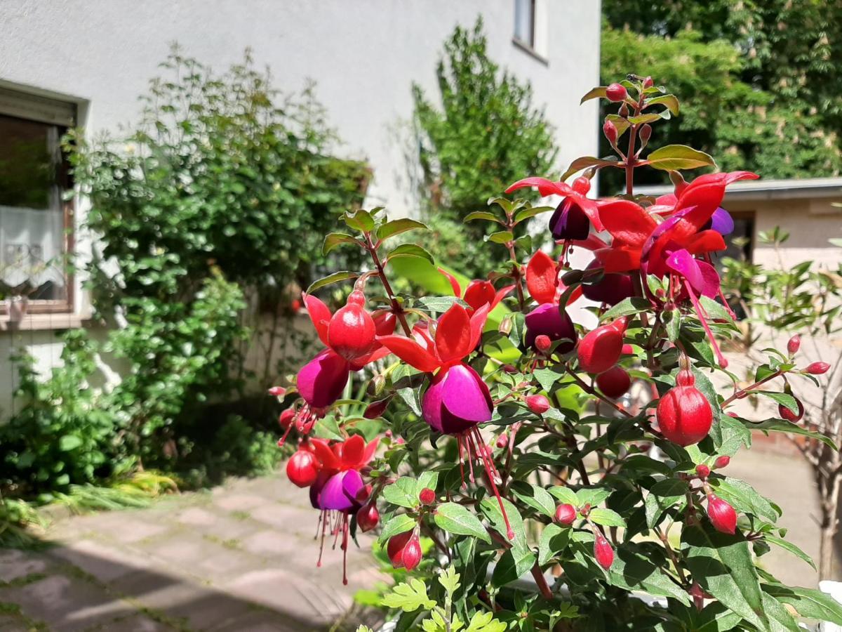 Fewo Rosenbluete Am Stadtpark Wittenberg Exterior foto